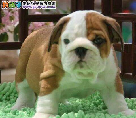 快两个月的斗牛犬每天吃多少合适