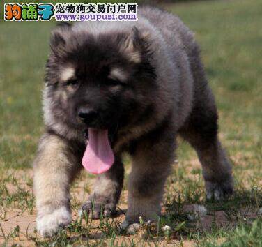 高加索犬总是啃食泥土和沙粒子是缺少什么营养