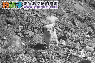 怀孕母犬待领养 望好心人可以收留