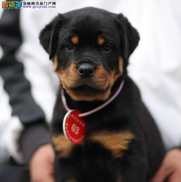 罗威纳犬的鼻子不黑是怎么回事