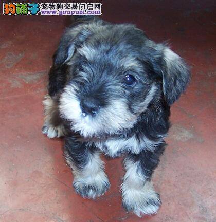 清新好口气 治疗雪纳瑞的口臭有哪些方法