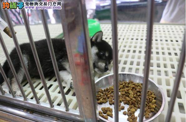 偷狗双贼宠物店遭爆窃，两贼偷走小柴犬