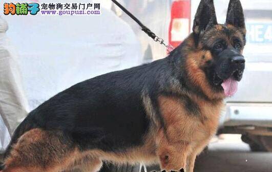 训练大全 如何轻松训练成功德国牧羊犬