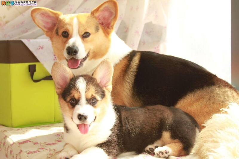 怎样才能买到最纯种的柯基犬