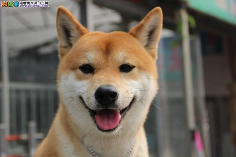 柴犬肚子鼓鼓的鼻子干谁来帮帮我