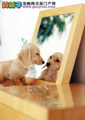 你见过对镜子痴迷的狗狗么