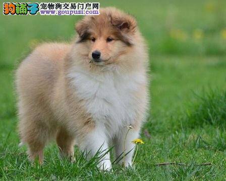 揭秘苏格兰牧羊犬选购的6个基本原则