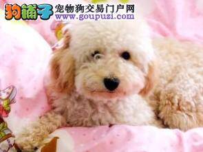 肉眼是否能够判断出贵宾犬的健康状况