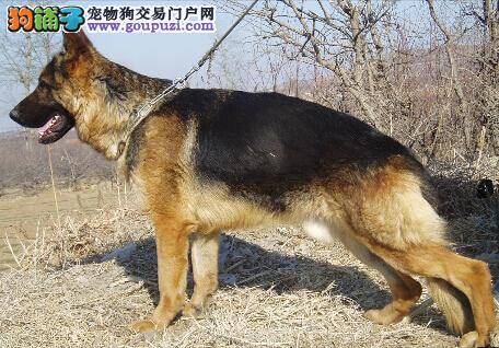 不是问题的问题 喂养德国牧羊犬的常见注意事项