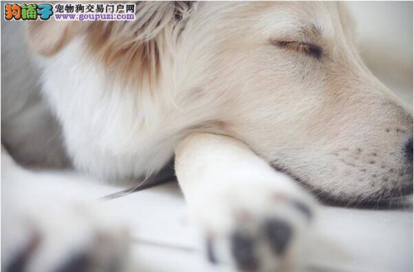 柴犬睡在哪的含义及睡姿呈现的潜在性格