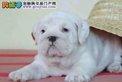 斗牛犬高烧40多度，眼屎多是怎么回事