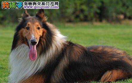 健康小宝典 怎样清理干净苏格兰牧羊犬的耳道