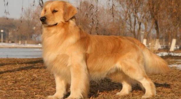 如何挑到一只满意的黄金猎犬---金毛犬呢？看了就知道