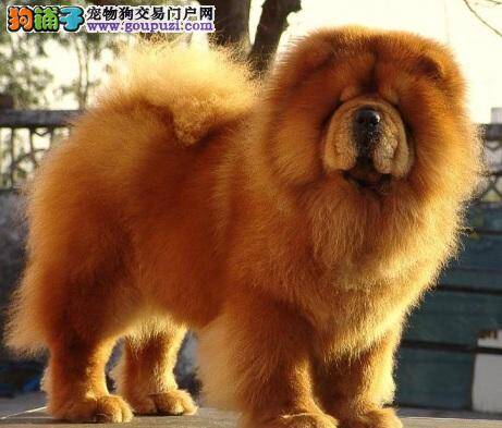 松狮牙齿发黄 患牙结石原因及处理方法
