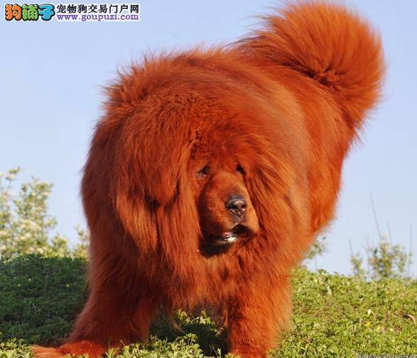 彪炳朗朗的神犬西藏獒犬