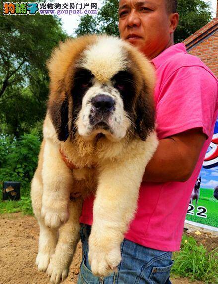 教你几招成功购买圣伯纳犬
