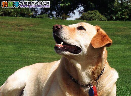 饮食健康系列 肝脏对拉布拉多犬有哪些影响