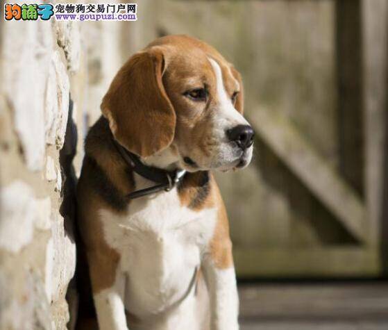 健康生活新开始 如何应对比格犬的牙齿松动的问题