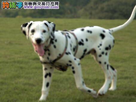 饲养经验全解答 三个步骤成功饲养出健康斑点狗