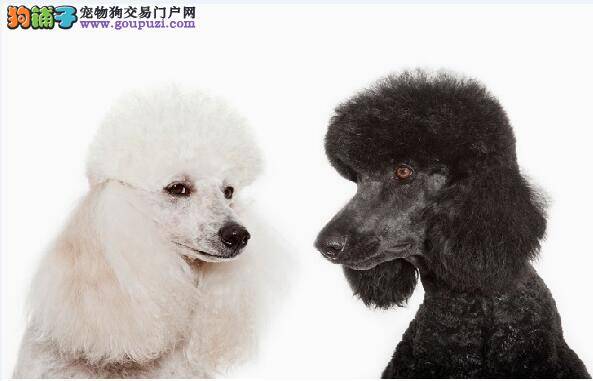 挑选健康贵宾犬的方法 如何选购贵妇犬