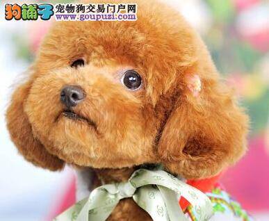 宠物育儿经 怎样科学照顾年幼的泰迪犬