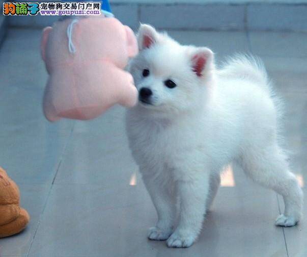 银狐犬口吐黄水泡沫是怎么了