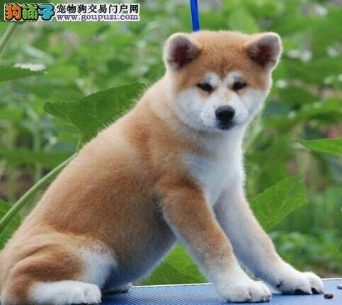 三种食物最健康 怎样喂养秋田犬它的毛发才会更出众