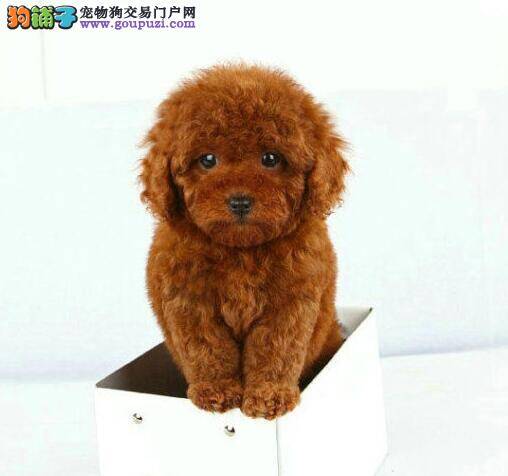 我家泰迪犬打疫苗后吐了的原因是什么呢