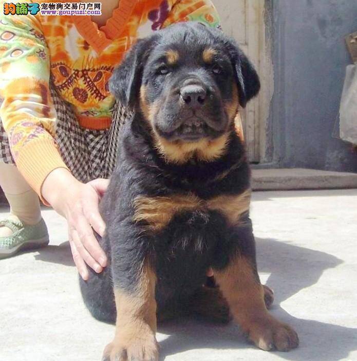 罗威纳犬的喜怒哀乐通过哪些方式表现