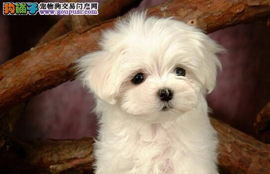 做好保暖措施 提高新生比熊犬的存活率