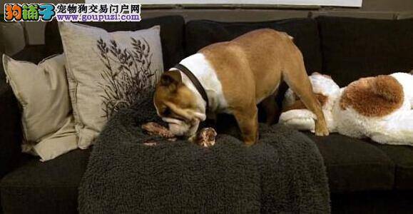 开封市开展规范养犬执法行动 效果显著