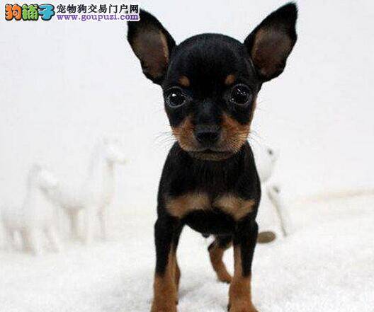 刚满月的小鹿犬没精神，不吃饭是怎么了