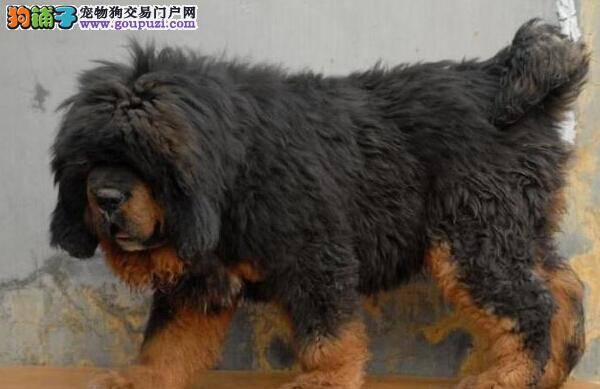 求解救 藏獒精神不好不吃不喝