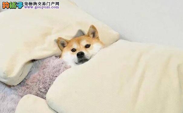 柴犬意外受伤了怎么办？柴犬受伤后的注意事项