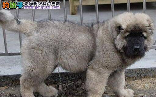高加索犬患上胃溃疡开始出血如何医治