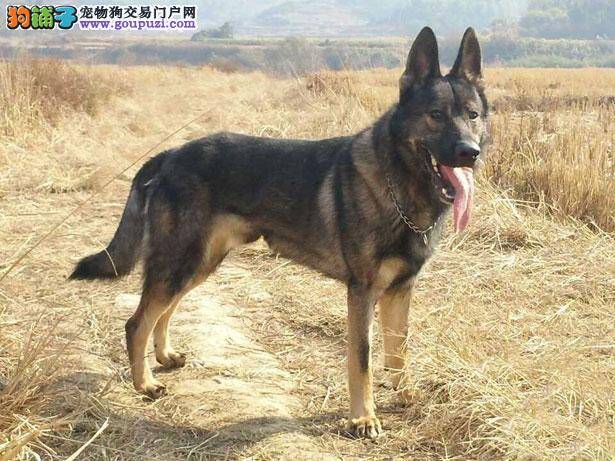 【昆明犬介绍】昆明犬怎么看纯不纯（FCI标准）