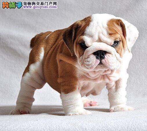 斗牛犬大便带血，总是发抖是为什么