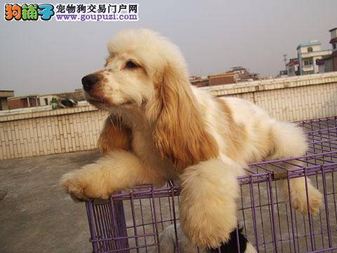 我家可卡犬上火，鼻子很干应如何是好