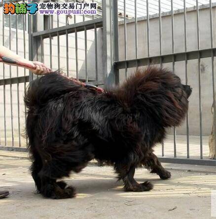 品味藏獒的优点与饲养它的的原因