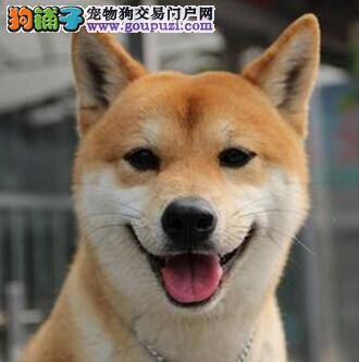 走出困扰 柴犬有时会吃自己的粪便是怎么回事