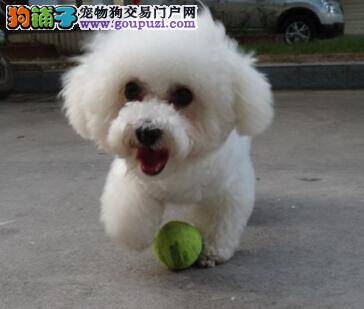 夏季养犬六个要点 帮比熊犬健康度过夏天