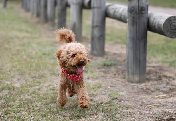 家中的贵宾犬毛发颜色越来越浅了怎么回事