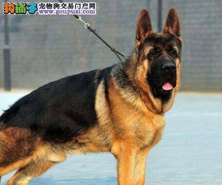 德国牧羊犬总吃自己的便便是为什么