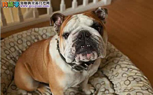 盘点英国斗牛犬和美国斗牛犬的区别 斗牛犬的发展历史