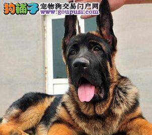 训练宝典 如何让德国牧羊犬优秀成长