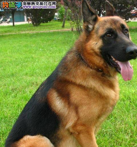 新手选购德国牧羊犬方法 挑选牧羊犬必知