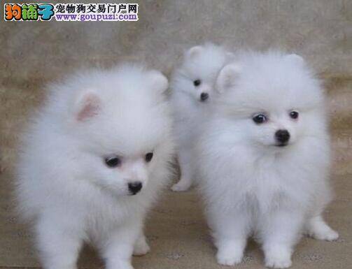 生病的博美犬需要如何正确护理