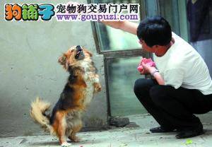 母狗来到猪圈给小猪当“代理妈妈”