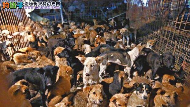 屠场当卧底与玉林狗贩谈判，美亚裔富商重金救900狗