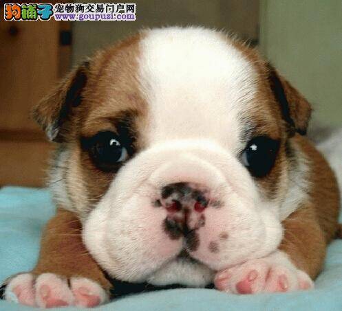 牙医告诉你怎样消灭斗牛犬的口臭